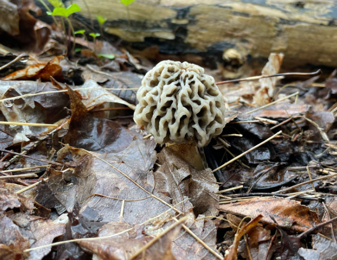 Gillian and Anya's first morel